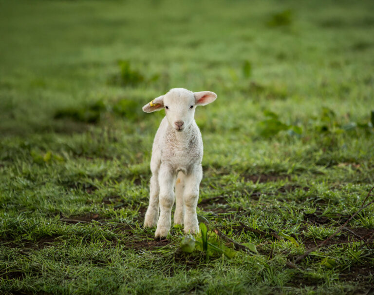 portrait-lamb-standing-field (1)